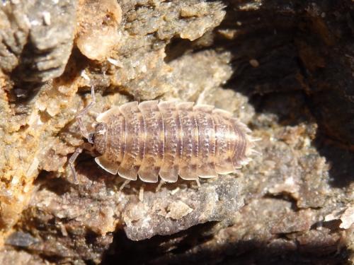 Porcellio lamellatus